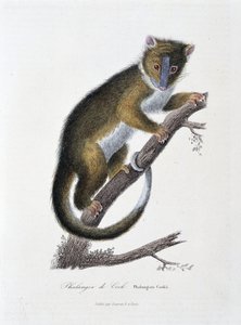 Placa de Historia Natural: Gráfico zoológico que representa al Phalanger de Cook (Phalangista Cookii) - en “Obras de Buffon” del naturalista Georges Louis Leclerc, Conde de Buffon (1707 - 1788). Grabado de 1837 de Georges Louis Leclerc