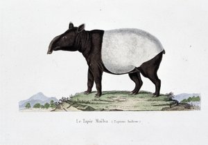 Placa de Historia Natural: Tabla zoológica que representa al Tapir Maiba (Tapirus Indicus) - en "Obras de Buffon" del naturalista Georges Louis Leclerc, Conde de Buffon (1707 - 1788). Grabado de 1837.