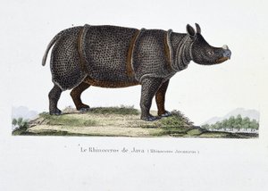 Placa de Historia Natural: Carta zoológica que representa el Rinoceronte de Java (Rhinoceros Javanicus) - en “Obras Completas de Buffon” por el naturalista Georges Louis Leclerc, Conde de Buffon (1707-1788). Grabado de 1837 de Georges Louis Leclerc