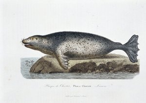 Tabla de historia natural: Tabla zoológica que representa la foca de Choris, Phoca Chorisii, Lesson - en 