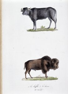 Tabla de historia natural: Tabla zoológica que representa 1. El Búfalo y 2. El Bisonte - en "Obras completas de Buffon" por el naturalista Georges Louis Leclerc, Conde de Buffon (1707 - 1788). Grabado de 1837. de Georges Louis Leclerc