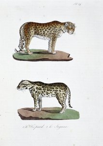 Placa de historia natural: Tabla zoológica que representa 1. El Leopardo y 2. El Jaguar - en "Obras Completas de Buffon" del naturalista Georges Louis Leclerc, Conde de Buffon (1707 - 1788). Grabado de 1837. de Georges Louis Leclerc