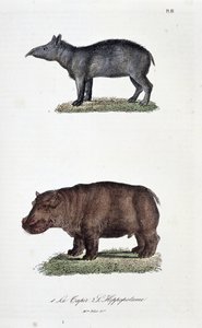 Tabla de historia natural: Tabla zoológica que representa 1. El Tapir y 2. El Hipopótamo - en "Obras completas de Buffon" por el naturalista Georges Louis Leclerc, Conde de Buffon (1707 - 1788). Grabado de 1837. de Georges Louis Leclerc