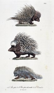 Placa de Historia Natural: Carta zoológica que representa 1. El cerdo épico, 2. El cerdo épico de la India y 3. El Coendou - en “Obras Completas de Buffon” por el naturalista Georges Louis Leclerc, Conde de Buffon (1707-1788). Grabado de 1837 de Georges Louis Leclerc