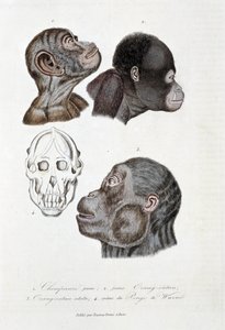 Placa de historia natural: Placa zoológica que representa 1. Joven chimpancé; 2. joven Orangután; 3. Orangután adulto; 4. Cráneo del Pongo de Wurmb - en “Obras Completas de Buffon” del naturalista Georges Louis Leclerc de Georges Louis Leclerc