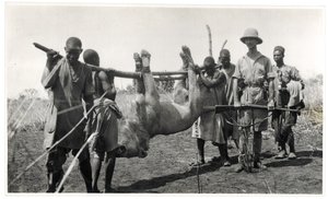 León en Bahr el Ghazal, Am Dafok, 1925 de Georges Marie Haardt