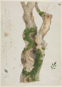 Estudio de un tronco de árbol