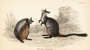 El canguro de roca de cola de pincel, Petrogale penicillata. 1841 (grabado)