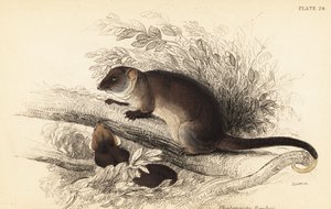 Zarigüeya común, Pseudocheirus peregrinus. ,1841 (grabado) de Georges Robert Waterhouse