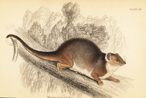 Zarigüeya común, Pseudocheirus peregrinus. ,1841 (grabado)