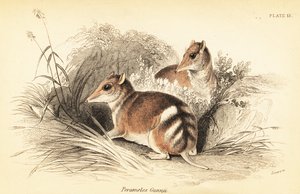 Perameles gunnii, 1841 (grabado)