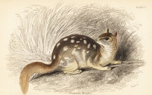 Culebra oriental, Dasyurus viverrinus. En peligro de extinción. ,1841 (grabado) de Georges Robert Waterhouse