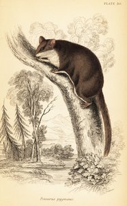Planeador de cola de pluma, Acrobates pygmaeus. ,1841 (grabado) de Georges Robert Waterhouse