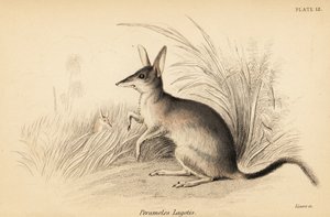 El canguro mayor, Macrotis lagotis. En peligro de extinción. ,1841 (grabado) de Georges Robert Waterhouse