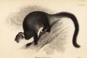 Planeador mayor, Petauroides volans. ,1841 (grabado)