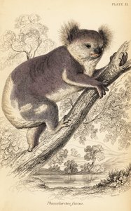 Koala, Phascolarctos cinereus, 1841 (grabado)
