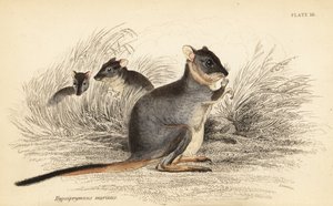 Potoroo de patas largas, Potorous longipes. Vulnerable.,1841 (grabado)