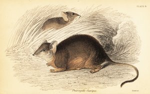 Mardo o antechinus de patas amarillas, Antechinus flavipes. ,1841 (grabado)