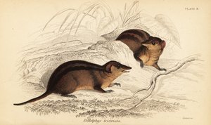 Zarigüeya de tres rayas del norte, Monodelphis americana. ,1841 (grabado)