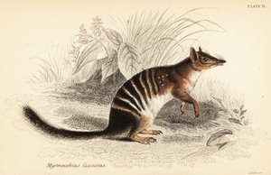 Numbat, Myrmecobius fasciatus. En peligro de extinción. ,1841 (grabado)