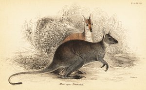 Canguro de cuello rojo, Macropus rufogriseus. ,1841 (grabado)
