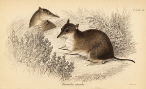 Bandicot marrón del sur, Isoodon obesulus. En peligro de extinción. ,1841 (grabado) de Georges Robert Waterhouse