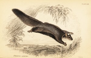 Ardilla planeadora, Petaurus norfolcensis.,1841 (grabado) de Georges Robert Waterhouse