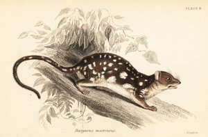 Tigresa, Dasyurus maculatus.,1841 (grabado)