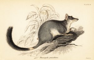 Tuan o wambenger común, Phascogale tapoatafa. ,1841 (grabado)
