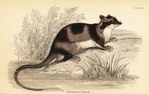 Zarigüeya de agua o yapok, Chironectes minimus. ,1841 (grabado) de Georges Robert Waterhouse