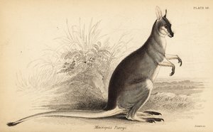 El canguro rabipelado, Macropus parryi. ,1841 (grabado)