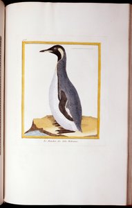 Un pingüino, Islas Malvinas, de "Histoire Naturelle des Oiseaux" de Georges de Buffon
