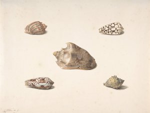 Cinco conchas de Georgius Jacobus Johannes van Os