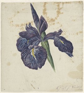 Iris de Georgius Jacobus Johannes van Os