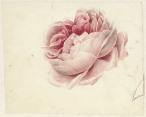 Rosa Roja de Georgius Jacobus Johannes van Os