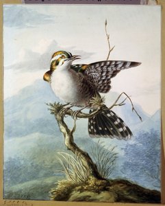 ""Un pajarito"" (Pajarito) Acuarela de Georgius Jacobus Johannes van Os (1782-1861) 1798 Museo Pushkin, Moscú de Georgius Jacobus Johannes van Os