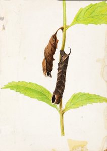 Oruga esfinge que imita una hoja muerta enrollada, principios del siglo XX