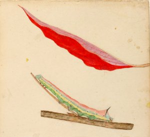 Oruga "Mirror-Back", estudio para el libro La ocultación de la coloración en el reino animal