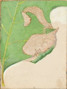 Oruga del borde de la hoja de roble, estudio para el libro La ocultación de la coloración en el reino animal de Gerald H. Thayer