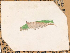 Oruga del borde de la hoja de roble, estudio para el libro La ocultación de la coloración en el reino animal