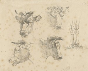 Hoja de estudio con cuatro cabezas de vaca y las patas de una vaca de Gerard Bilders