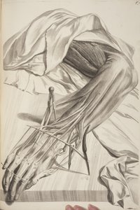 Anatomia Humani Corporis por Govard Bidloo, 1685 de Gerard de Lairesse