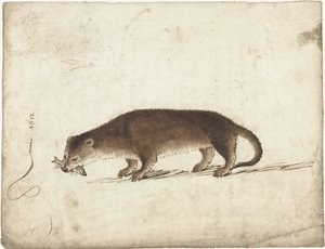 Nutria con un pez en la boca
