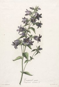 Flores dibujadas según la naturaleza: Campanula gantelada, c. 1800 de Gerard van Spaendonck