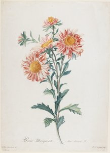 Reina-Margarita, de Fleurs Dessinees d