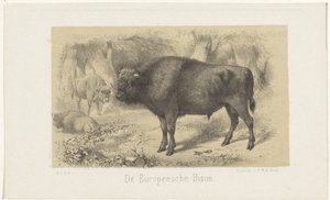 bisonte europeo El bisonte europeo (título sobre el objeto) de Gerardus Johannes Bos