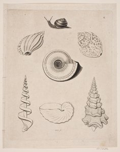 Tabla con caracoles de Gerhard Ludvig Lahde