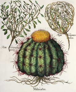 1.Melocactus; 2.Rosa Hiericontea aperta; 3.Rosa Hiericontea conclusa, del Hortus Eystettensis por Basil Besler (1561-1629), pub. 1613 de German School