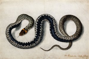Una culebra, c.1675-1700 de German School