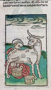 Una criada ordeñando una vaca, 1491 de German School